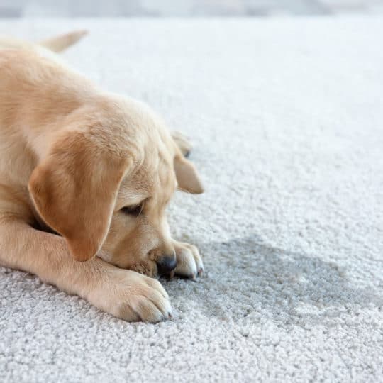 How to Clean Pet Stains on Carpet