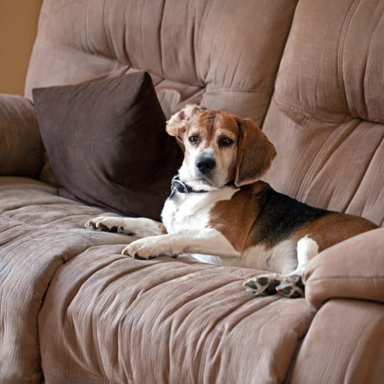 How to Treat Microfiber Couch Stains