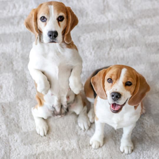 dogs-on-carpet