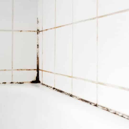 The Reasons Your Shower Has Mold