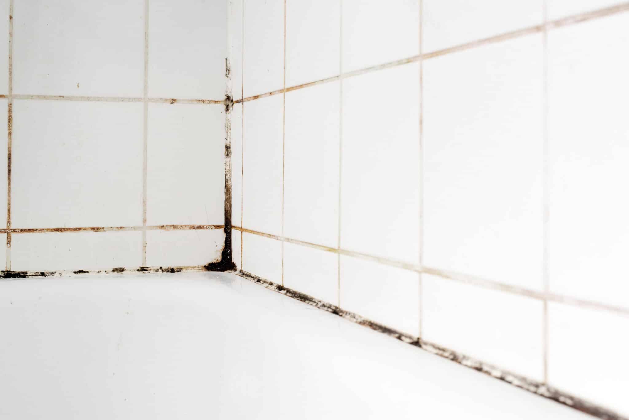 The Reasons Your Shower Has Mold - JDog Carpet Cleaning & Floor Care