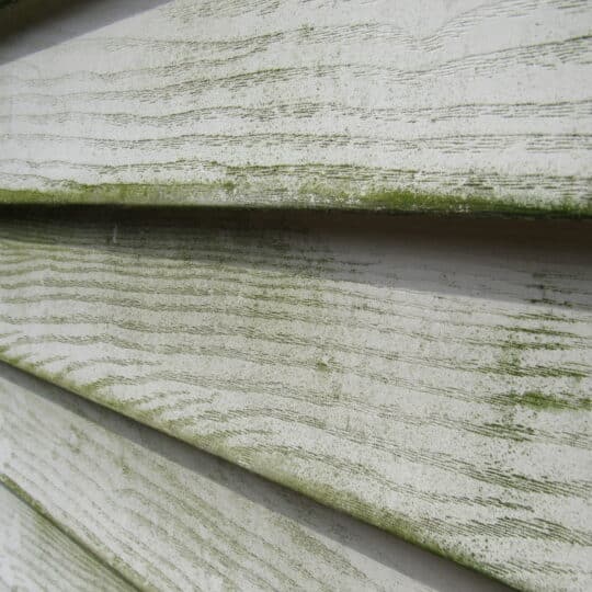 Close up of mold and mildew on house siding