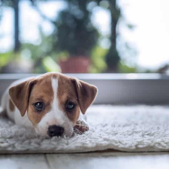 Cleaning with Pets